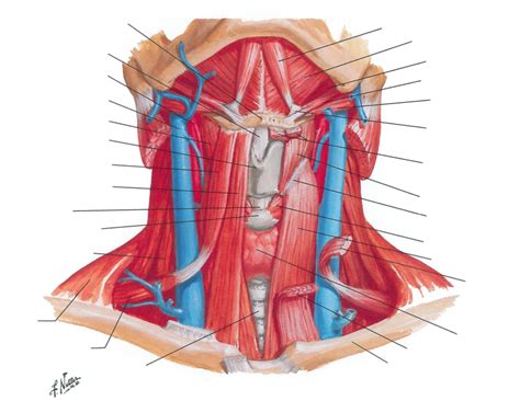 Infrahyoid And Suprahyoid Muscles Diagram Quizlet
