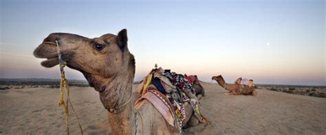 A woman who answered the. Camel Bites Owner's Head Off After Being Made To Stand In ...