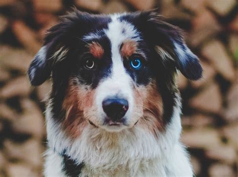 Our family adopted gus on february 14, 2016. Can I Drop My Australian Shepherd Off at an Animal Shelter ...