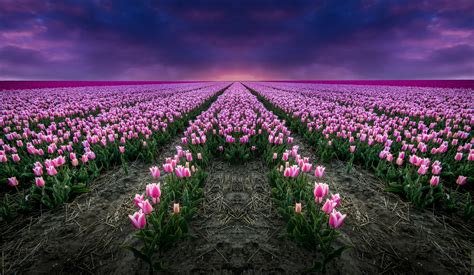 Pink Tulip Field At Sunset 4k Ultra Hd Wallpaper