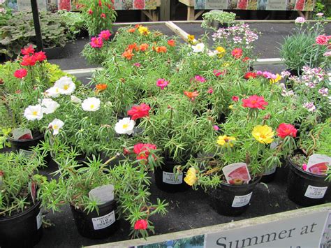 Furthermore, the low irrigation needs of moss rose won't put your bulbs at risk of rotting. Portulaca grandiflora Rose Moss, Purslane Half-hardy ...
