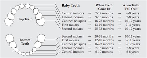 View When Do Baby Teeth Fall Out Diagram Png In 2021 Baby Teeth