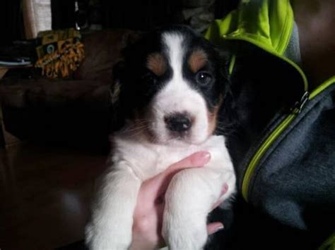 My name is louie.but my parents call me louie boy! AKC Tri Color English Springer Spaniel puppies for Sale in Mayville, Wisconsin Classified ...