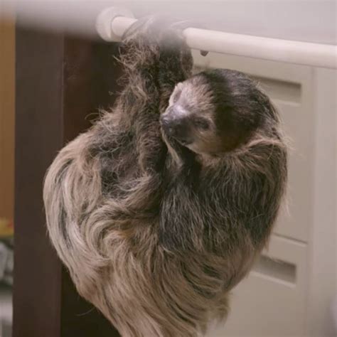 Watch As Sloths Take Over A Dmv Just Like In Disneys “zootopia” Brit