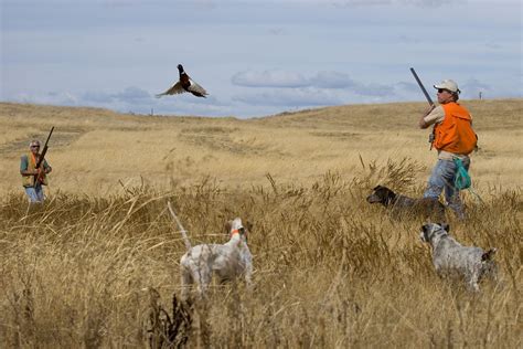Upland Bird Hunting Wallpapers Top Free Upland Bird Hunting