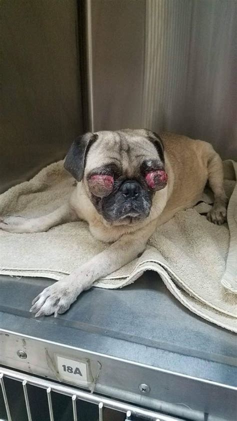 Horrible Pug Found Wandering On South Texas Street With Traumatic