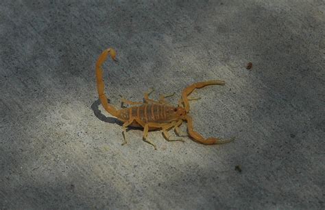 They have extremely powerful pinchers, but are not equipped with fangs, like most spiders. Arizona bark scorpion - Wikipedia