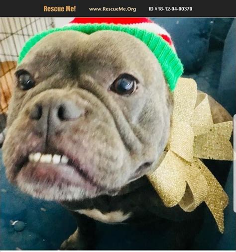 One of the volunteers from american bulldog rescue started a transportation company to transport rescued dogs to their new homes, foster homes, or boarding facilities. ADOPT 18120400370 ~ French Bulldog Rescue ~ South Florida, FL