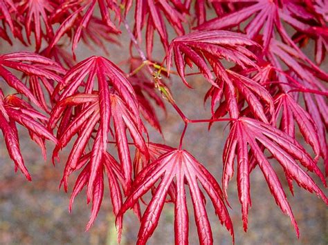 Red Japanese Maple Tree Acer Palmatum Trompenburg Special Deals