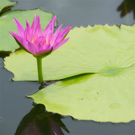 Pink Water Lily Stock Photo Image Of Pollen Lotus Outdoor 43526408
