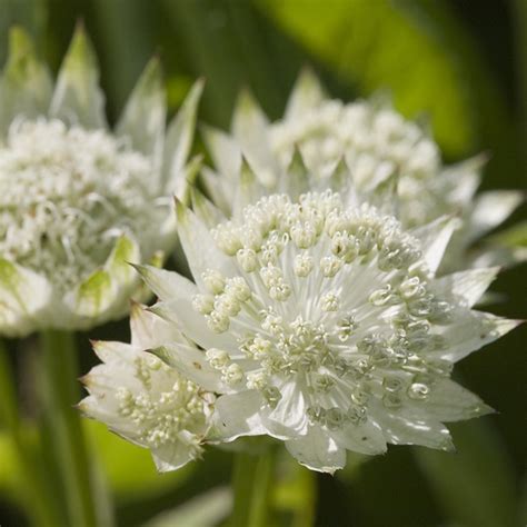 Astrantia Major White Angel Plants From Mr Fothergills Seeds And Plants