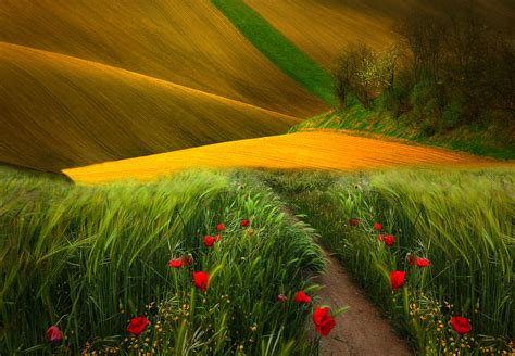 2786x1929 2786x1929 Field Grass Landscape Nature Path Poppies