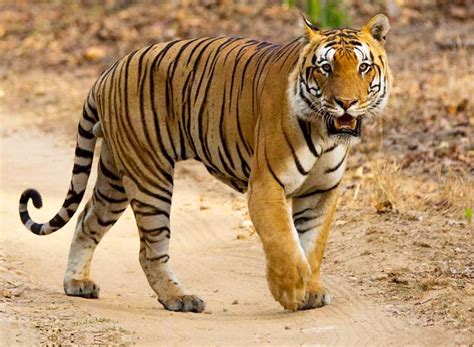 Spotting A Tiger At The Wildlife Parks Of India India Wildlife