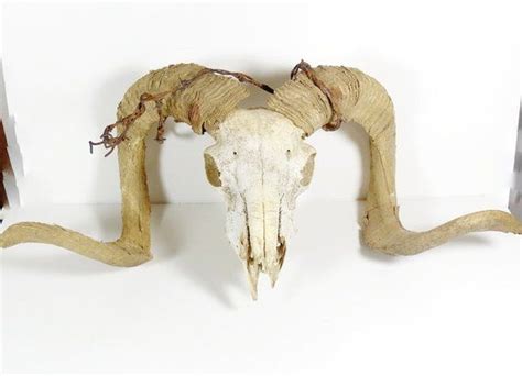 Real Ram Skull With Barbed Wire And Long Curled Horns Sheep Etsy