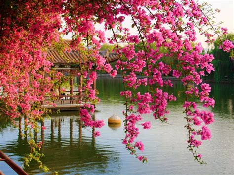 Pink Spring Flowers In The Park Chinese Kunming China Hd