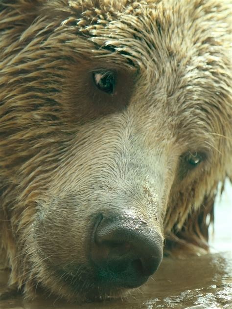 Grizzly Bear Closeup Free Stock Photo Public Domain Pictures