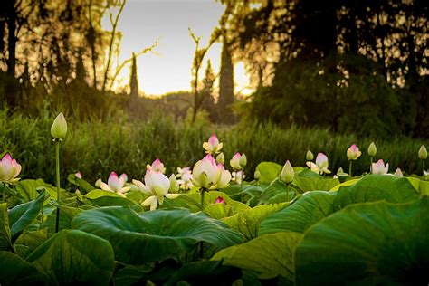 Hd Wallpaper Lotus Sunset Flower Pond Nature Landscape Garden