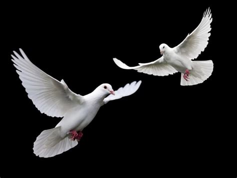 Two Doves Dove Flying Black And White Birds Pet Birds