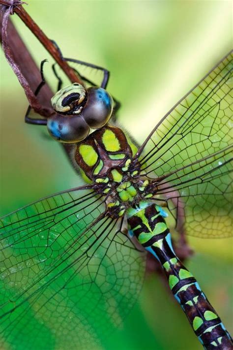 Beautiful Bugs Beautiful Butterflies Amazing Nature Macro Fotografie