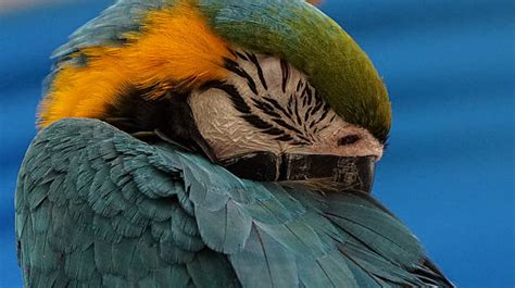 Sleeping Macaws Stock Photos Pictures And Royalty Free Images Istock