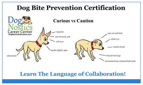 Dog Bite Prevention Educator Dognostics Career Center