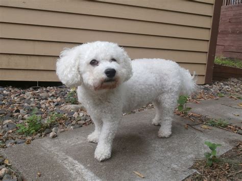 Bichon Frise Information - Dog Breeds at thepetowners