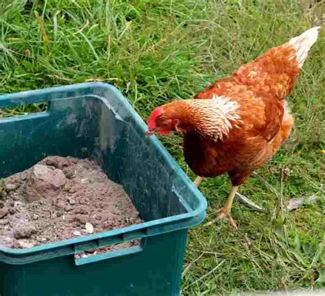 What exactly is a chicken dust bath? Ultimate Chicken Dust Bath Recipe: 3 Powerful Additions ...