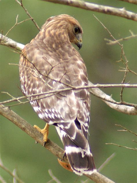 Se Texas Birding And Wildlife Watching Watching Hawks