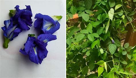Sebab, bunga dengan warna warna biru ini, dikenal sebagai tanaman hias yang tumbuh di pekarangan. Bicara Mentari: KHASIAT BUNGA TELANG