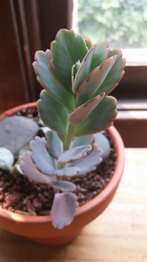 We did not find results for: Succulent ID (kalanchoe?) and care...
