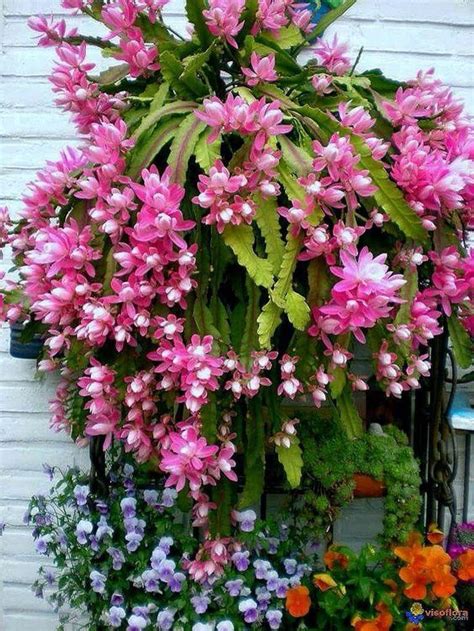 How to grow epiphyllum cactus. How to grow Orchid cactus https://www.houseplant411.com ...
