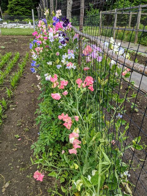 Sweet Pea Trellis Grow Set Thuem Garden Plant