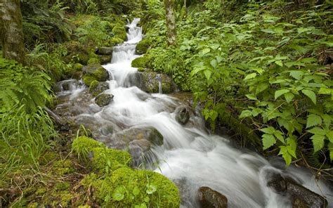 Mountain Stream Water Stones With Moss Green Vegetation Hd Wallpaper