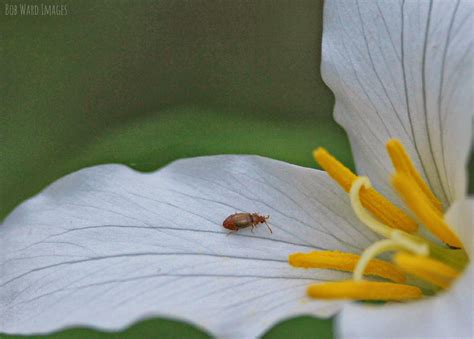 Aug 24, 2021 · jessica lee (sturgill) garren. Bob Ward Images, macro, trillium, bugs, flowers | Image ...