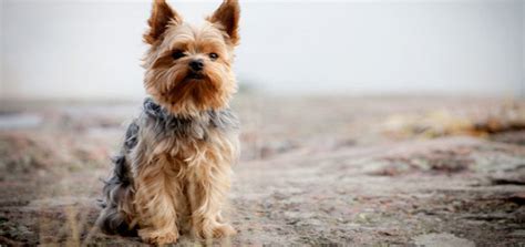 The Yorkie Coat - Facts, Care, Grooming, & Haircut Styles ...