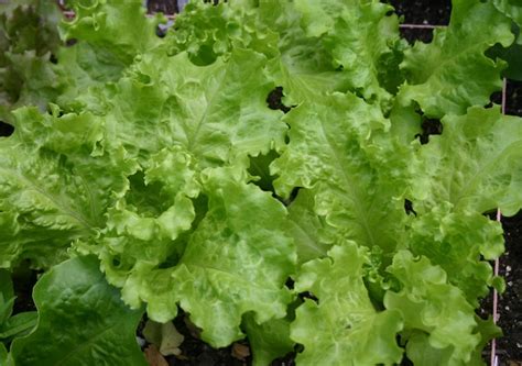 Ohio Heirloom Black Seeded Simpson Lettuce Seeds 1000