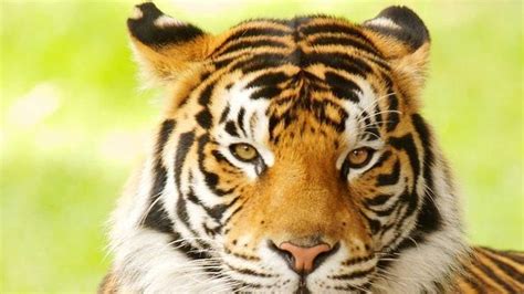 Petition · Help Save Bengal Tigers ·