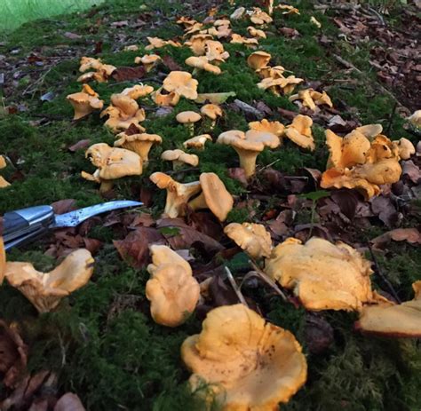 Chanterelles Sustainable And Considerate Harvesting Galloway Wild
