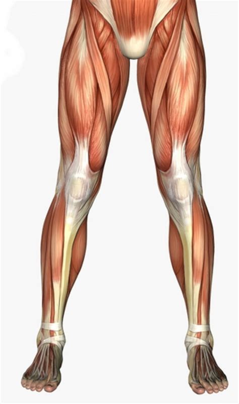 Anatomy Lower Leg Google Search Leg Muscles Anatomy Human Muscle