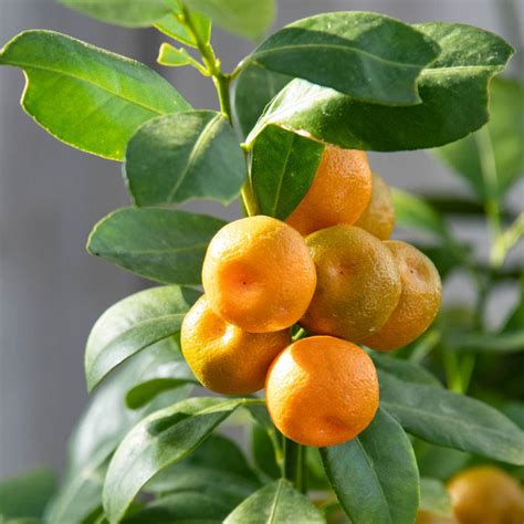 Tree Tropical Calamondin Orange Plants Bulbs And Seeds At
