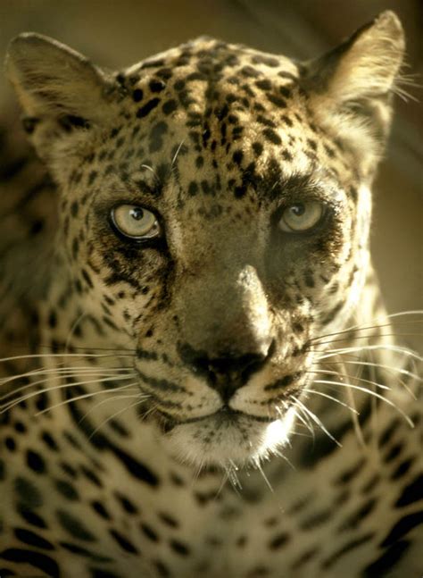 Arabian leopard (panthera pardus nimr). Arabian Leopard under threat from frankincense industry ...
