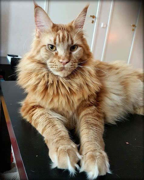 The elegant and beautiful laperm cat has gorgeously tufted ears although no tips to them. Pin on Maine Coon