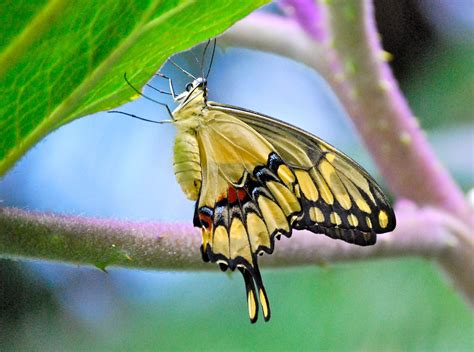 Butterfly online store russia i want to choose another country. Flutter By, Butterfly - Birds and Blooms