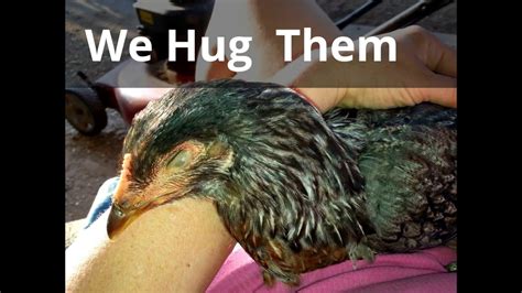 Here's What's Really Cluckin' At Chicken Heaven On Earth https://www