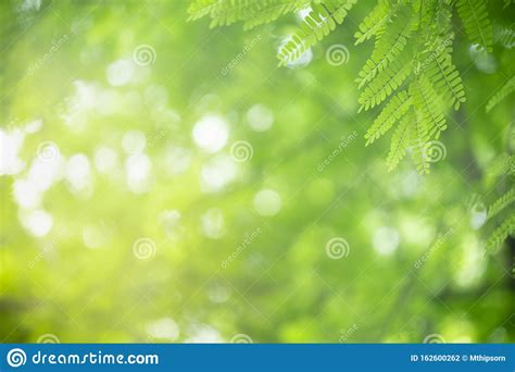 Close Up Of Nature View Green Leaf On Blurred Greenery Background Under