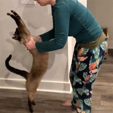 Yoga Cats Final Stretch Of 2019 Cat Yoga Capri Pants Cats Capri