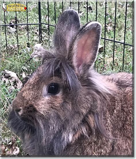 It is also known as the king of rabbits due to his big size, personality, and the national federation of flemish giant rabbit breeders in the united states only recognized these seven colors of flemish giant rabbits. Andrea - Lionhead, Flemish Giant mix Rabbit - October 16, 2019