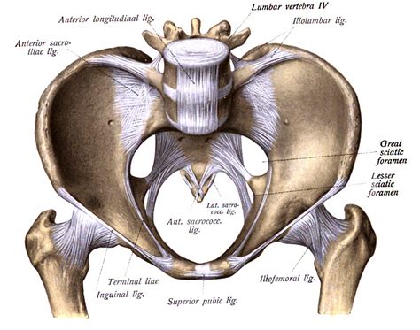 An indentation at the edge of any structure. Lesser sciatic foramen - Wikipedia