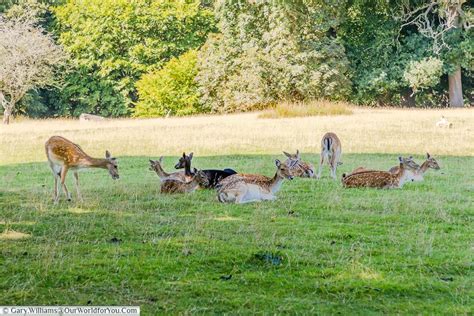 A Beautiful Day At Knole Park In Sevenoaks Our World For You