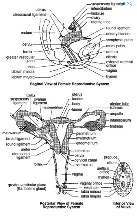Media in category female human anatomy. Female Reproductive System Diagram External View - Aflam ...